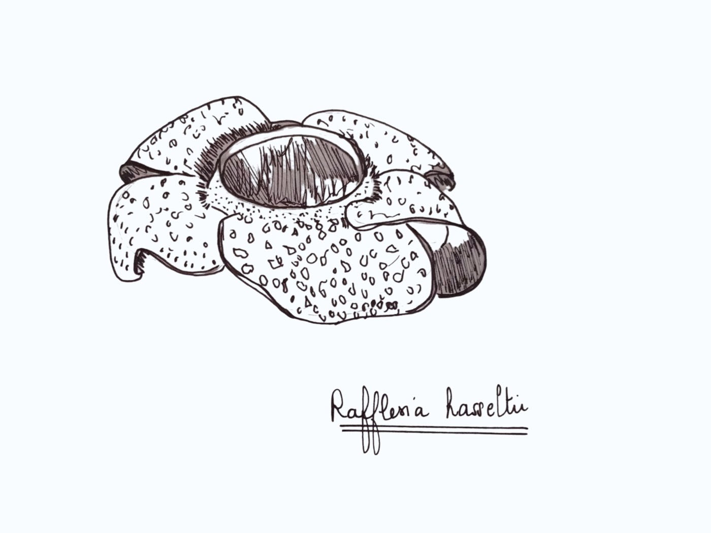 Dessin préparatoire Rafflesia
